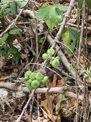 Ficus