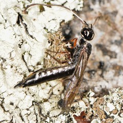 Xiphydria maculata