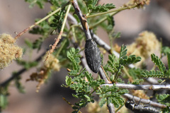 Chrysobothris edwardsii