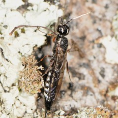Xiphydria maculata