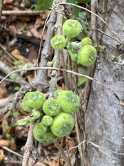 Ficus hispida