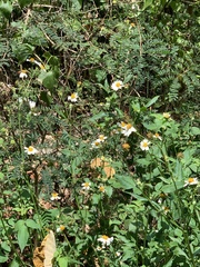 Asteraceae