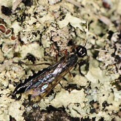 Xiphydria maculata