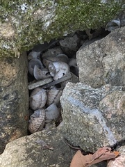 Gastropoda
