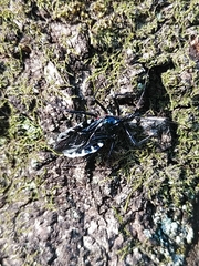 Agriosphodrus dohrni