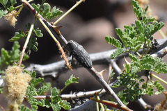 Chrysobothris edwardsii