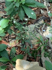 Asteraceae