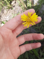 Taraxacum officinale