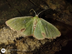 Lepidoptera