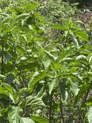 Ficus hispida