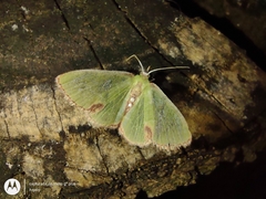 Lepidoptera
