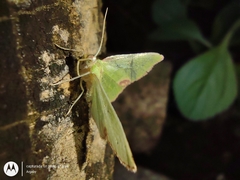 Lepidoptera