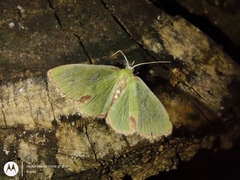 Lepidoptera
