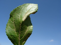 Phyllonorycter blancardella