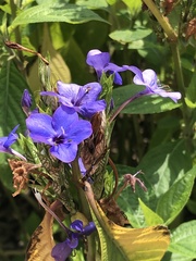 Eranthemum
