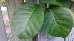 Chonemorpha fragrans