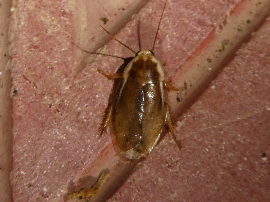 Biolleya