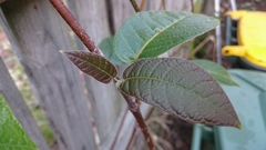 Chonemorpha fragrans