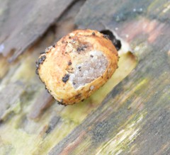 Descomyces