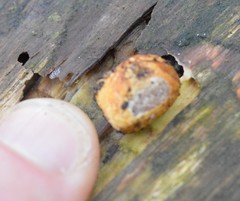 Descomyces