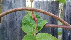 Chonemorpha fragrans