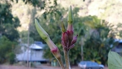 Chonemorpha fragrans