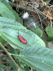 Retina rubrivitta