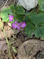 Oxalis