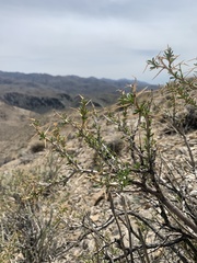 Hecastocleis shockleyi