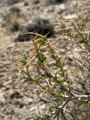 Hecastocleis shockleyi