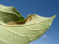 Phyllonorycter blancardella