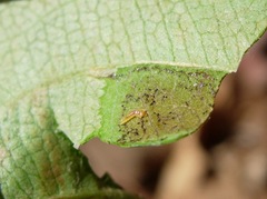 Phyllonorycter blancardella