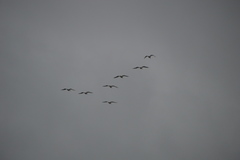 Pelecanus erythrorhynchos