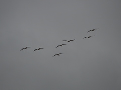 Pelecanus erythrorhynchos
