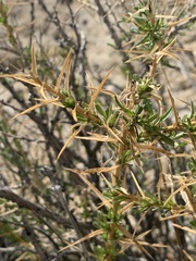 Hecastocleis shockleyi