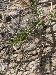 Hecastocleis shockleyi