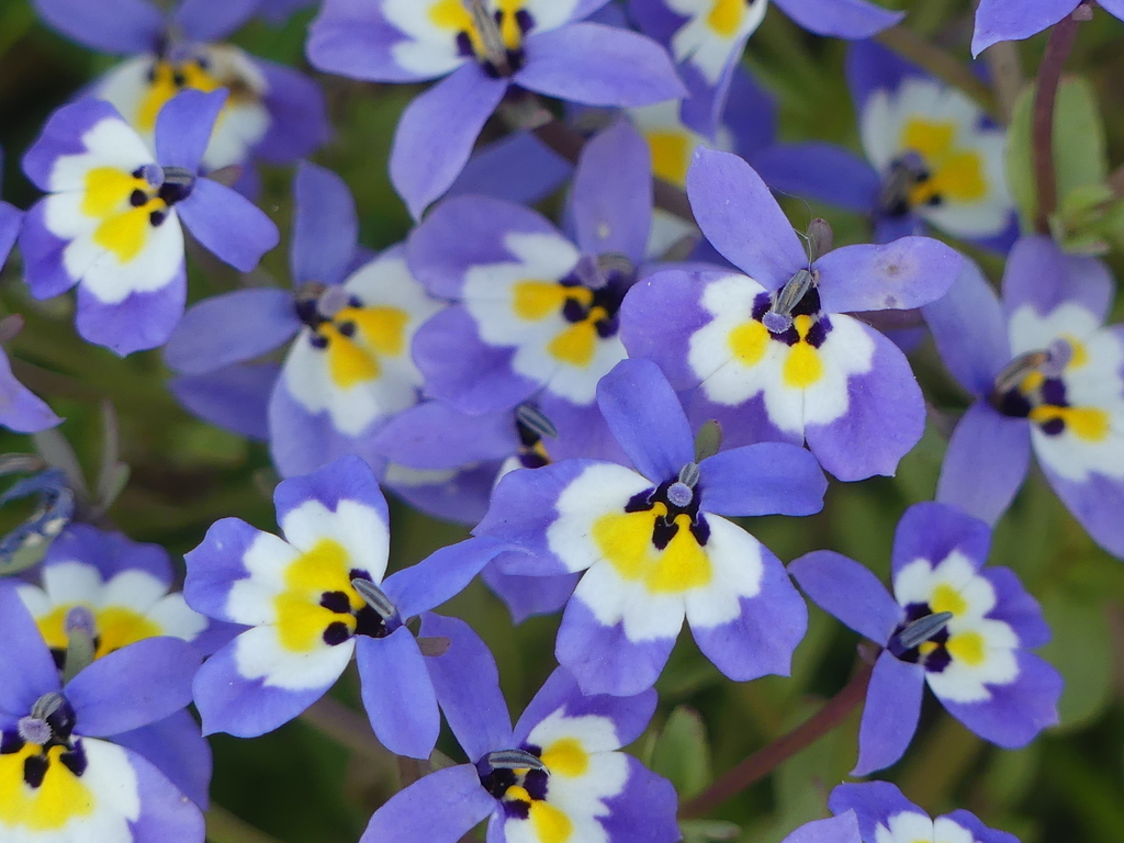 flatface calicoflower