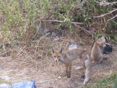 Vulpes vulpes