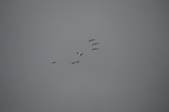 Pelecanus erythrorhynchos