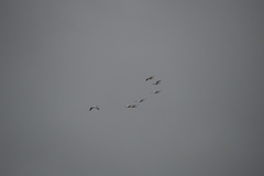 Pelecanus erythrorhynchos