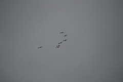 Pelecanus erythrorhynchos