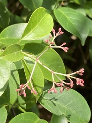 Angiospermae