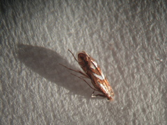 Phyllonorycter blancardella