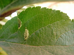 Phyllonorycter blancardella