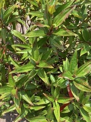 Boehmeria densiflora