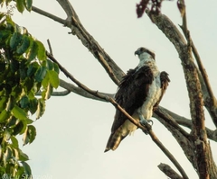 Pandion haliaetus