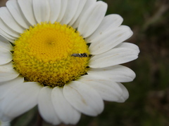 Phyllonorycter blancardella