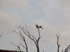 Pandion haliaetus