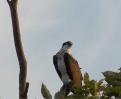 Pandion haliaetus