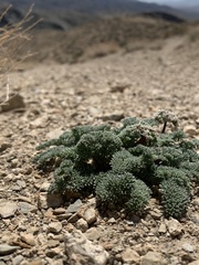 Cymopterus aboriginum